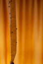 The fly stick is suspended from the ceiling opposite the orange curtains. Royalty Free Stock Photo