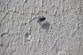 Fly on a stucco wall Royalty Free Stock Photo
