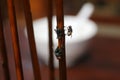 Fly stuck on glue traps on the table. Royalty Free Stock Photo