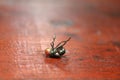 Fly stuck on glue traps on the table. Royalty Free Stock Photo