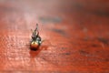 Fly stuck on glue traps on the table. Royalty Free Stock Photo