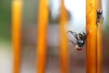 Fly stuck on glue traps on the table. Royalty Free Stock Photo