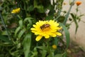 A fly sucking nectar of a yellow marigold flower