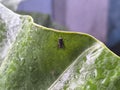 a fly that survives on a taro leaf during the rain Royalty Free Stock Photo