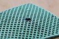 Fly swatter with a fly. Royalty Free Stock Photo