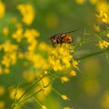 Fly Tachina Fera sitting on a yellow flower