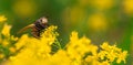 Fly Tachina Fera sitting on a yellow flower