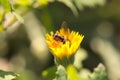 A fly of the tachina fera type on a flower of calendula arvensis Royalty Free Stock Photo