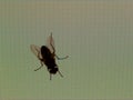 Fly on a TFT display