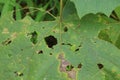 Leaf, broken, green, bug, old, grass Royalty Free Stock Photo