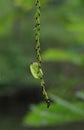 Leaf, green, natural, fores, tree, wet, growing, Royalty Free Stock Photo