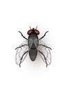 Fly, tiny insect flat vector illustration Royalty Free Stock Photo