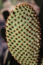 Beaver cactus close-up with fly