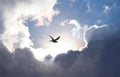 Fly to Heaven Royalty Free Stock Photo