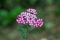 Fly on top of Common yarrow or Achillea millefolium perennial flowering plant with bunch of small violet with white center open