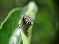 Fly on top of leaf