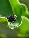 Fly on top of leaf