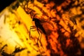 Fly trapped in amber