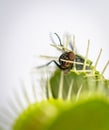 A fly trapped inside a venus fly trap plant Royalty Free Stock Photo