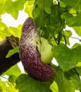 ZSL Butterfly Paradise of the london Zoo, Pelican flower (Aristolochia littoralis),