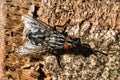 Fly on a tree trunk Royalty Free Stock Photo