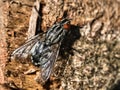 Fly on a tree trunk Royalty Free Stock Photo