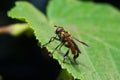 Fly (Trichopoda pennipes) Royalty Free Stock Photo