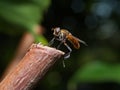 Fly (Trichopoda pennipes)