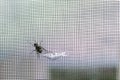 A fly tries to get through the mosquito net