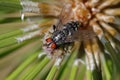 A fly on twig of a black pine, Calliphora vicina