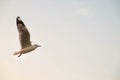 Fly Up Gull Royalty Free Stock Photo