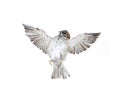 Fly up sparrow isolated Royalty Free Stock Photo