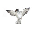 Fly up sparrow isolated Royalty Free Stock Photo