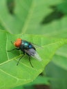 A fly that usually lands on food, garbage or carrion that can spread various diseases is perched on a green leaf Royalty Free Stock Photo