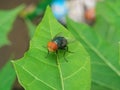 A fly that usually lands on food, garbage or carrion that can spread various diseases is perched on a green leaf Royalty Free Stock Photo