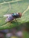A fly that usually lands on food, garbage or carrion that can spread various diseases is perched on a green leaf