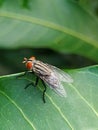 A fly that usually lands on food, garbage or carrion that can spread various diseases is perched on a green leaf