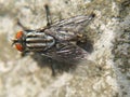 A fly that usually lands on food, garbage or carrion that can spread various diseases is perched on a green leaf