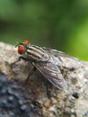 A fly that usually lands on food, garbage or carrion that can spread various diseases is perched on a green leaf