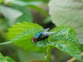 A fly that usually lands on food, garbage or carrion that can spread various diseases is perched on a green leaf Royalty Free Stock Photo