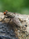 A fly that usually lands on food, garbage or carrion that can spread various diseases is perched on a green leaf