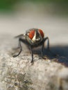 A fly that usually lands on food, garbage or carrion that can spread various diseases is perched on a green leaf