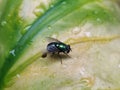 A fly that usually lands on food, garbage or carrion that can spread various diseases is perched on a light green leaf