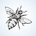 Fly. Vector drawing