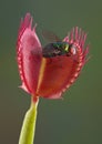 Fly in a venus fly trap Royalty Free Stock Photo