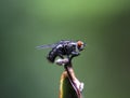 Fly Royalty Free Stock Photo