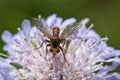 Fly on a violet flower with blurred background Royalty Free Stock Photo