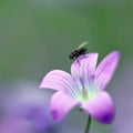 Fly on violet flower