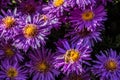 Fly on violet flowers