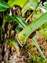 a fly was perched on the midrib of a banana leaf Royalty Free Stock Photo